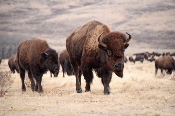 Prairie Bison (Buffalo) Cow, Calf & Herd © Wendy