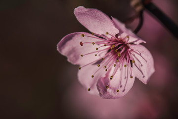 close up of pink cherry blossom with copy space