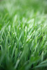 Close up of freshly grass on the green lawn or field, soft focus. Young greens of cereal crops