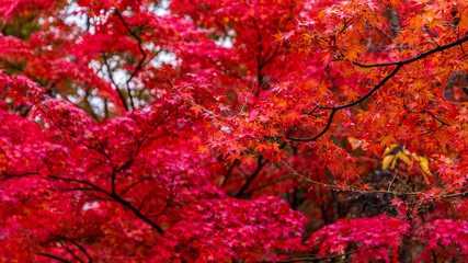 紅葉　燃えるような赤