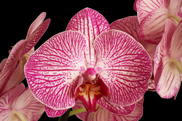 White with purple Orchid (Phalaenopsis) on black background