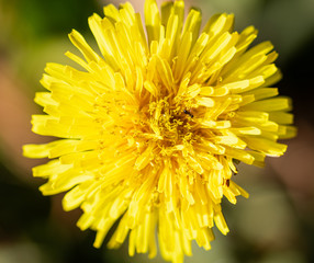 Across the Dandelion Head
