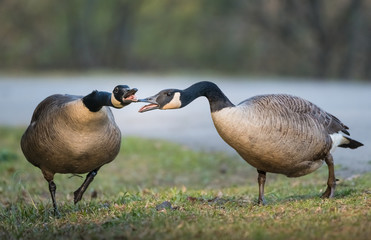 Goose Conversation
