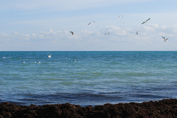 seagulls on the sea