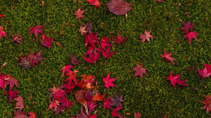 紅葉　苔