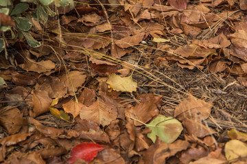 autumn leaves on ground