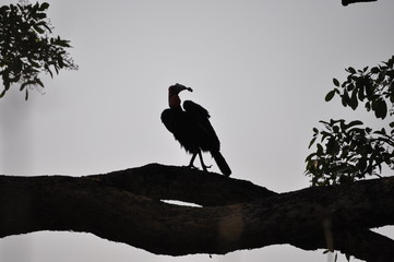 The African Birds. Zimbabwe.