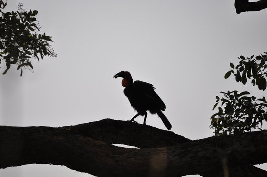 The African Birds. Zimbabwe.