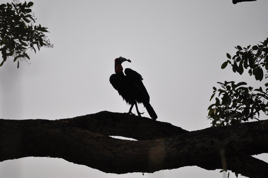 The African Birds. Zimbabwe.