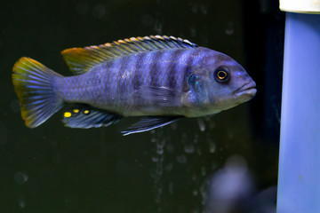 Cichlid in Aquarium