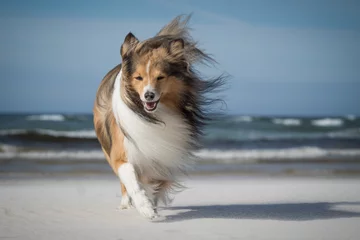 Rolgordijnen dog on the windy beach © japono