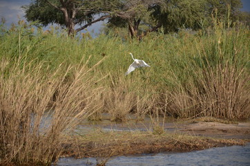 The African Birds. Zimbabwe.