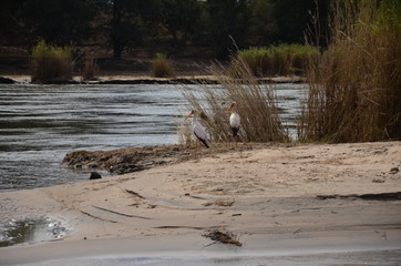 The African Birds. Zimbabwe.