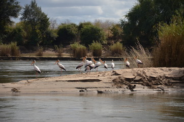 The African Birds. Zimbabwe.