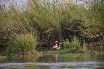 The African Birds. Zimbabwe.