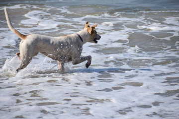 Dog at the beach