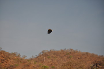 The African Birds. Zimbabwe.