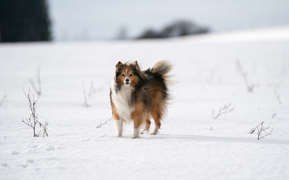 snow dog