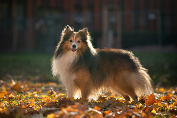 Naklejka na ściany i meble portrait of dog in autumn