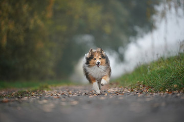 autumn running dog
