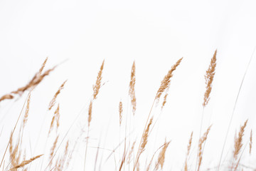 Savannah grass field in sun backlight,Twinkle with sunlight at noon.