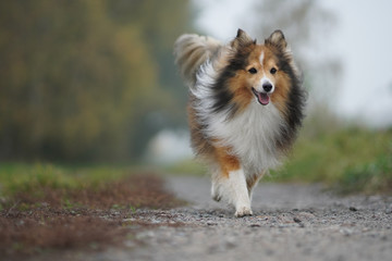 portrait of a dog