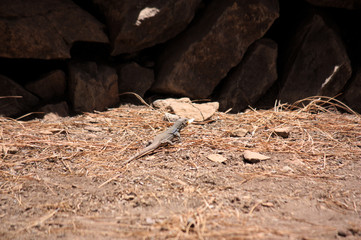Golden lizard with stripes on the island of Tenerife