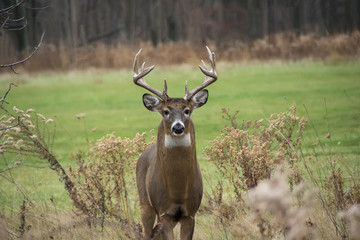 Wisconsin white tail front
