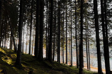 Forest trees in the light