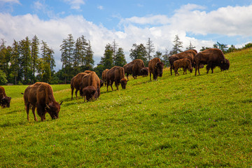 Fototapeta premium Bisonherde_8244