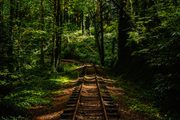 Train Track in the woods