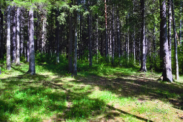 Fototapeta na wymiar Summer landscape in the spruce forest on a sunny warm day.