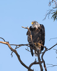Bird Bald Eagle at a southern California lake