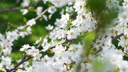 flowers of cherry tree in spring