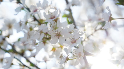 cherry blossoms