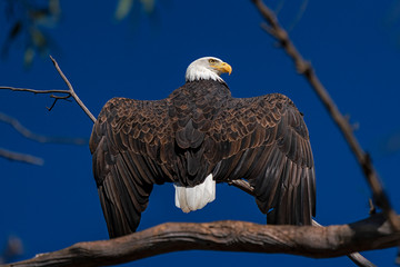 Bird Bald Eagle at a southern California lake