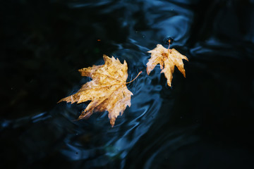 autumn leaves on water. Fallen maple leaf in autumn colors floating on water surface.