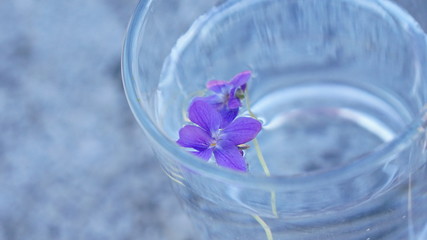 violet in water