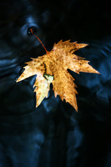 autumn leaves on water. Fallen maple leaf in autumn colors floating on water surface.