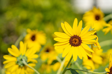 Yellow flower of sunflower isolated on Blurred nature background