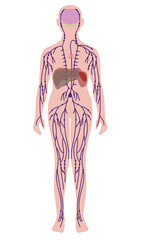 The Lymphatic System of the Human Body