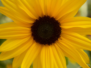 Obraz premium yellow flower closeup of a sunflower