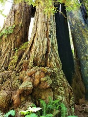 Redwood fire survivor 