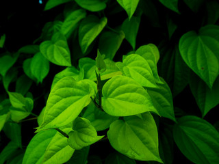 green leaves background