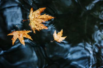 autumn leaves on water. Fallen maple leaf in autumn colors floating on water surface.