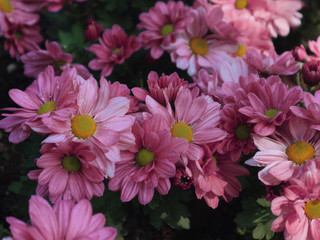 bouquet of flowers