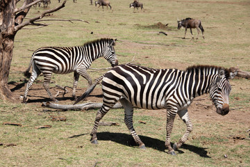 Fototapeta na wymiar A group of two Plains Zebra