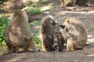 monkey family in africa national park