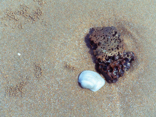 Sea shells on sand , Summer beach background.