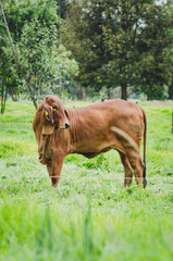Naklejka premium Vacas, ganado Ganaderia en las cercanías de Bogotá Colombia y en el departamento de Cundinamarca